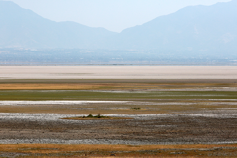 Bison : Antelope Island : Utah : Landscape Photos : Richard Moore : Photographer